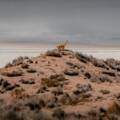 Wildlife photography and lens sharpness setting