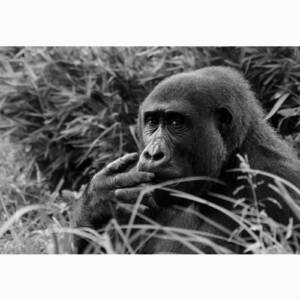 Angélique Noyon photographe d'Art artiste-auteure